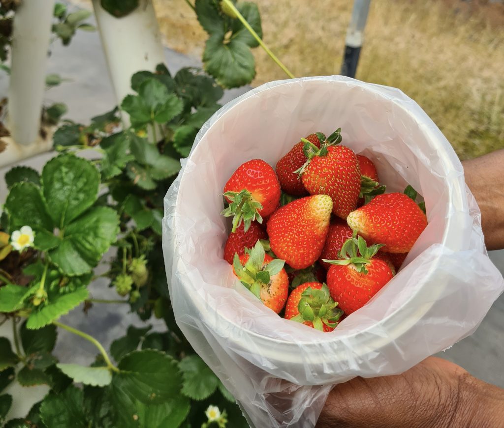 A bucket of strawberries 