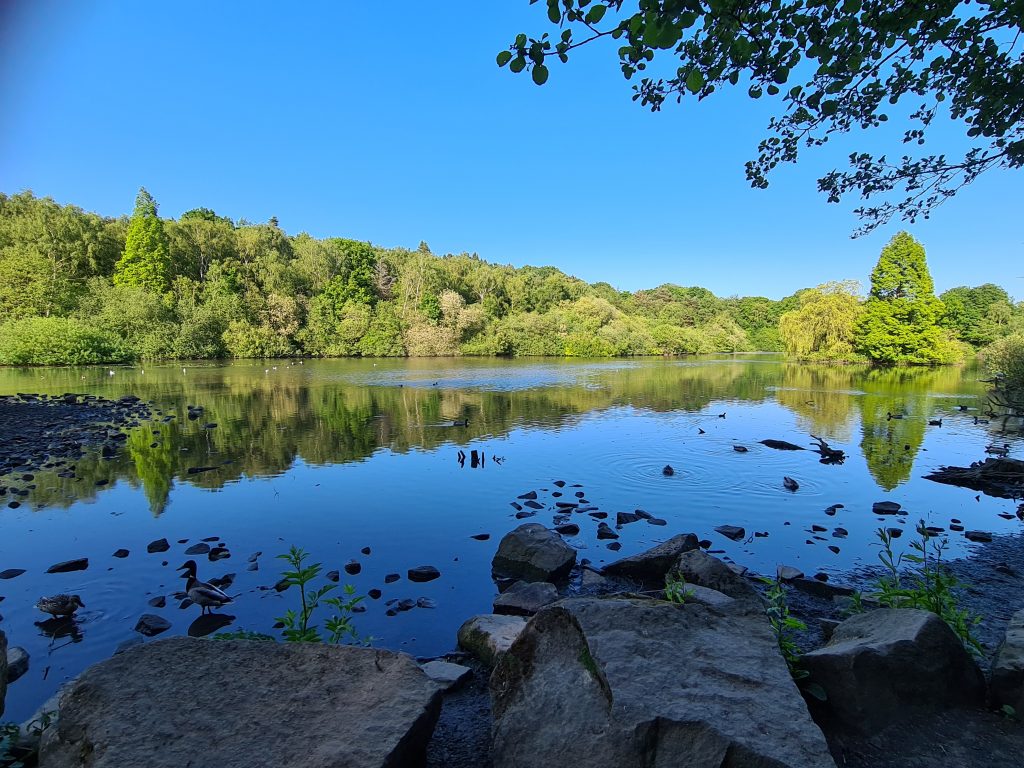 Picture of lake and trees